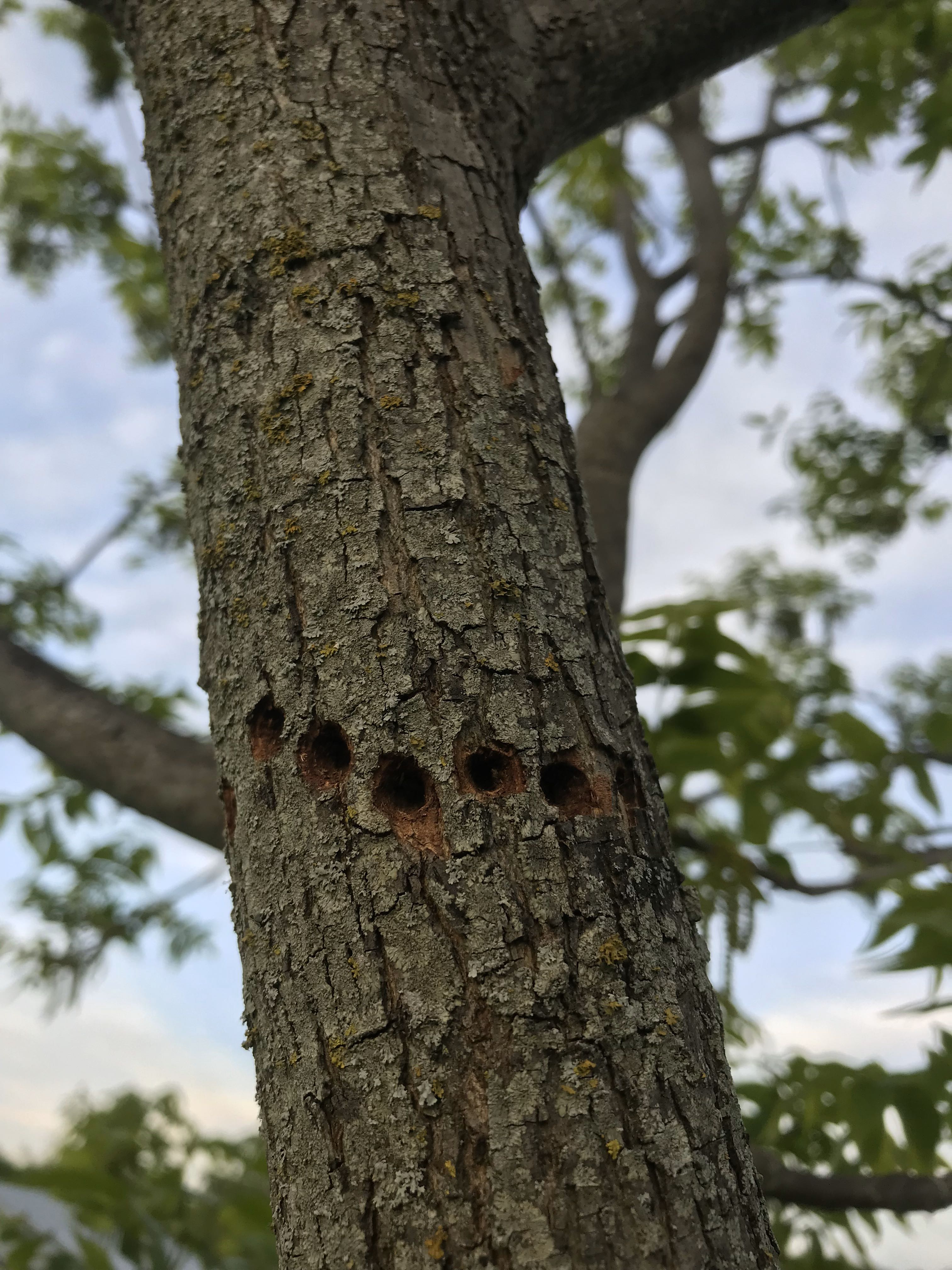 Yellow-bellied Sapsucker Damage 